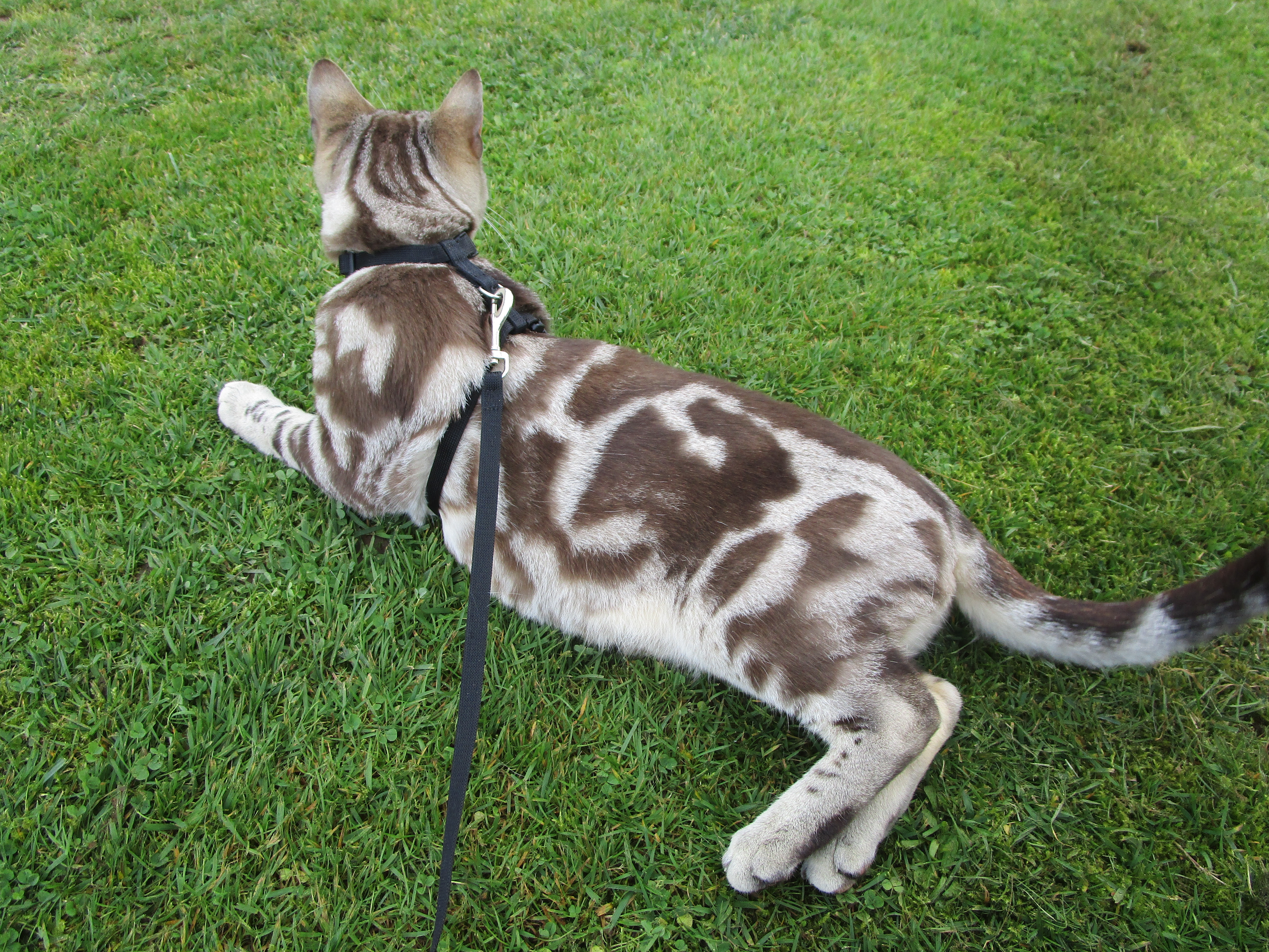 bengal seal mink marble